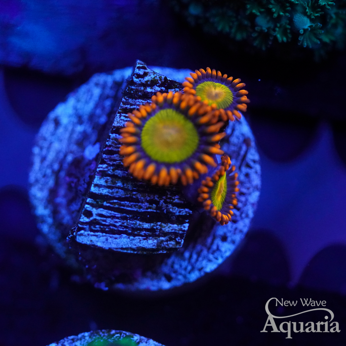 Mandarin Zoa