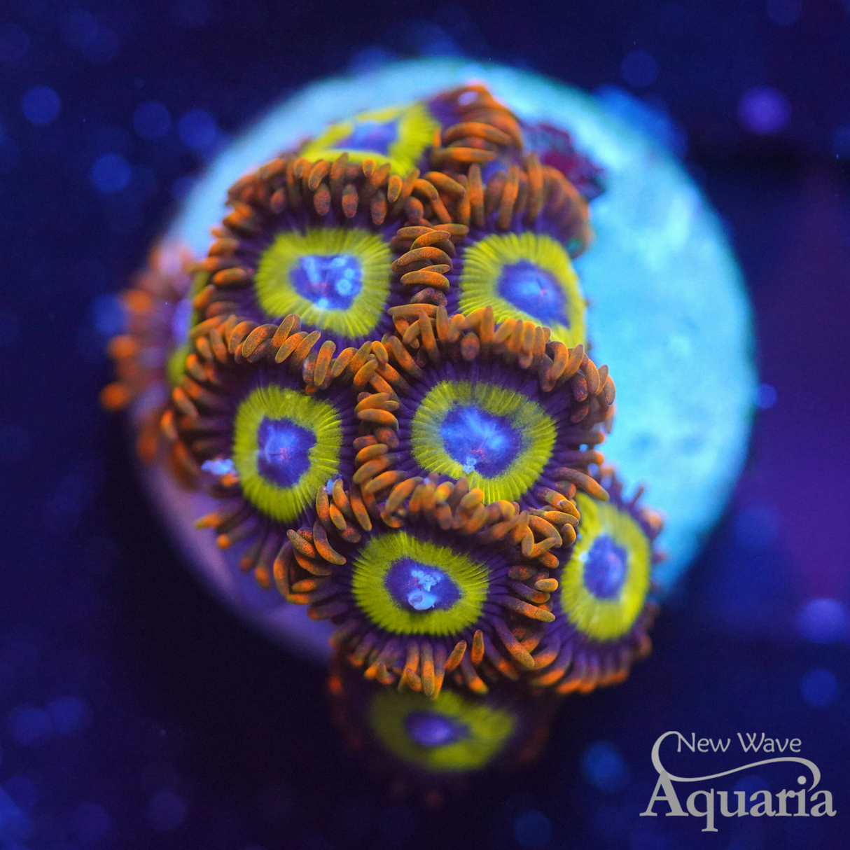 Fruit Loops Zoa