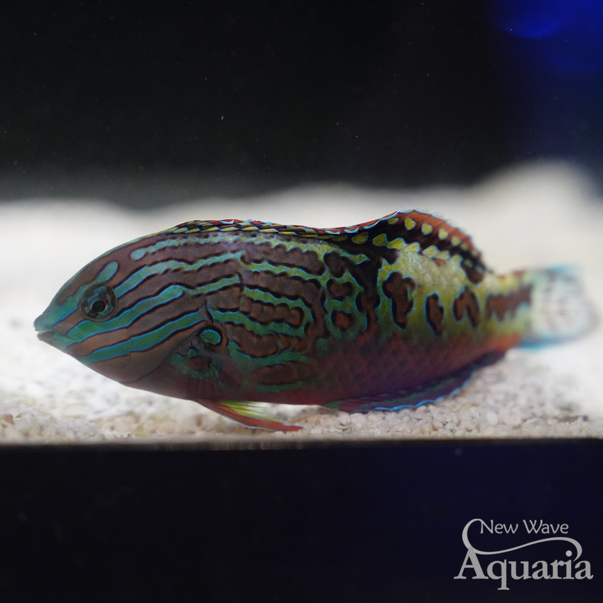 Blue star sales leopard wrasse care
