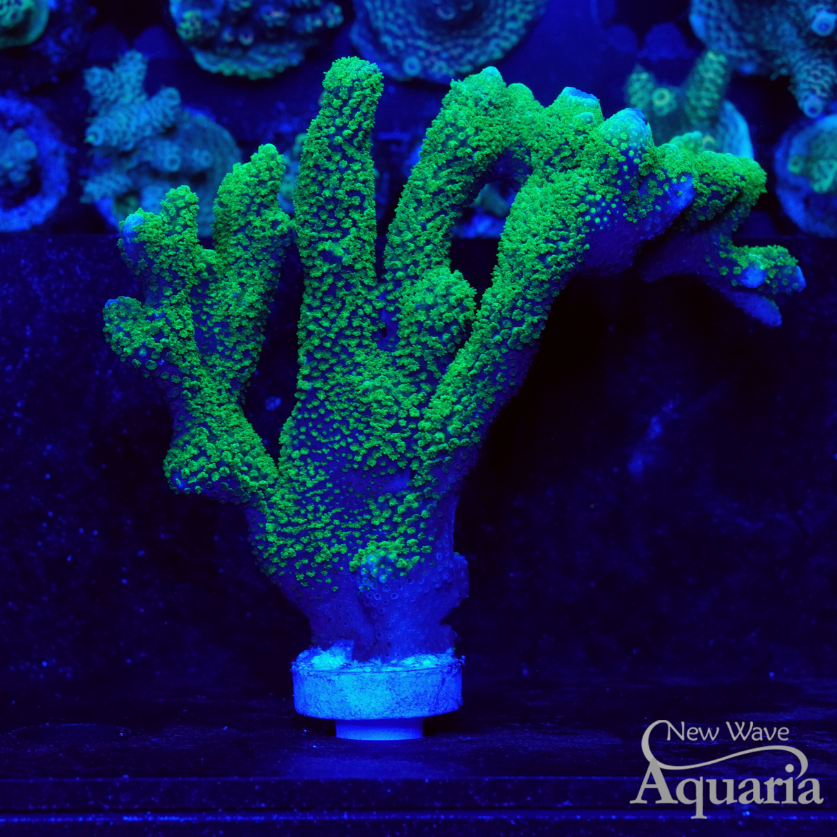 Green Montipora Digitata - Mini Colonies