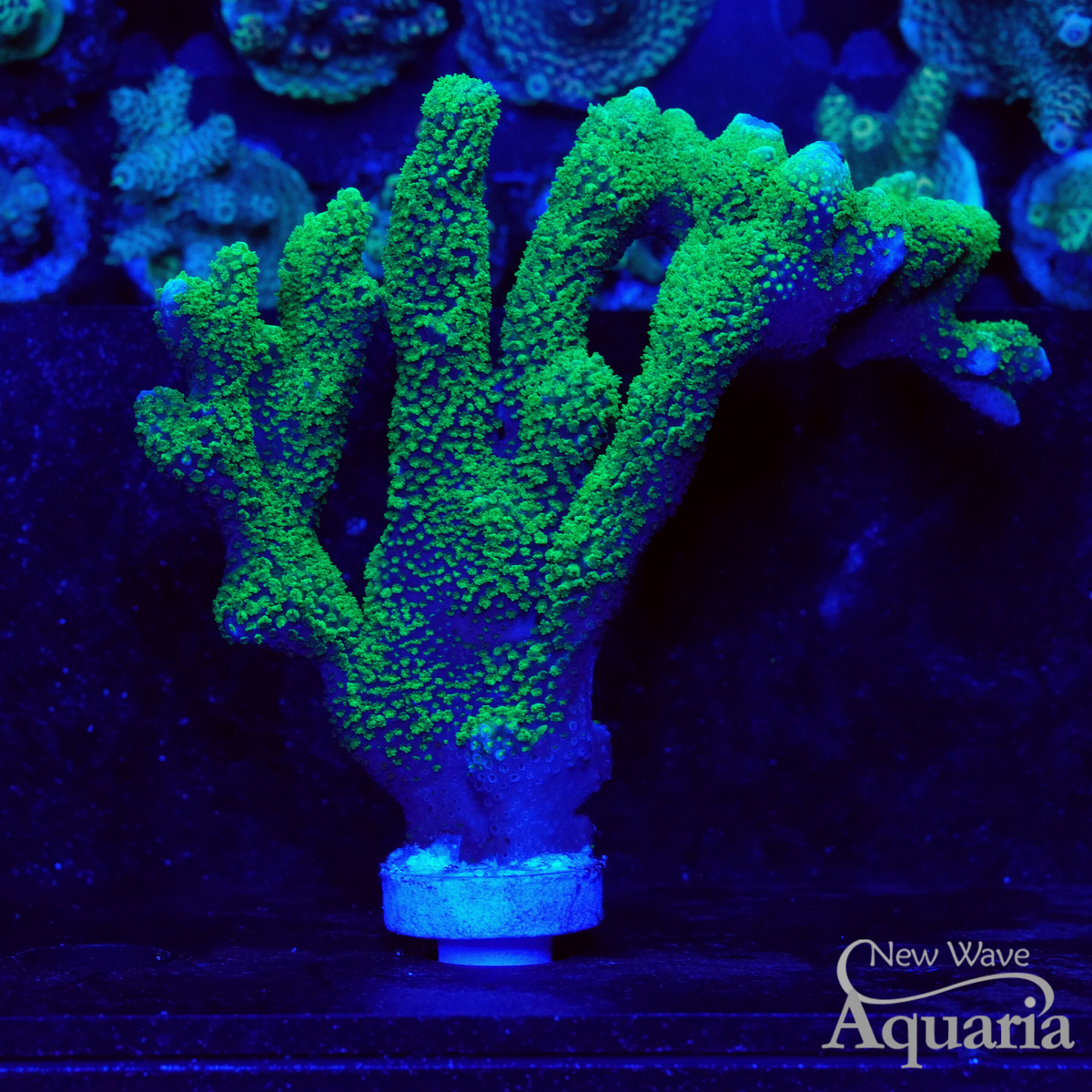 283 Green Montipora Digitata – New Wave Aquaria