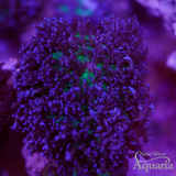 Purple Frilly Mushroom
