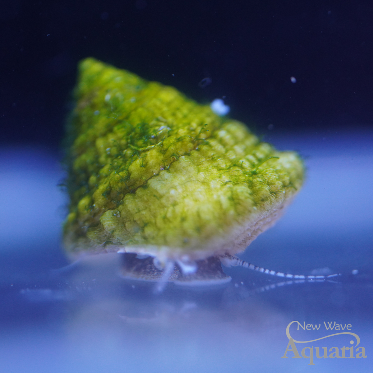 Astraea Snail 3 Pack