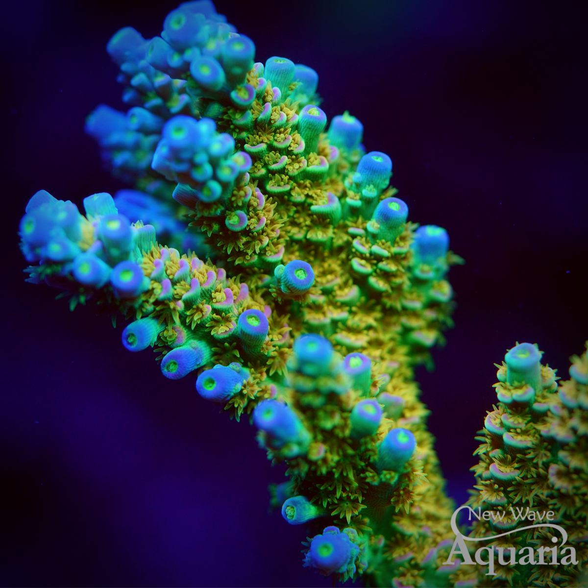 Walt Disney - Cut to Order Frag – New Wave Aquaria