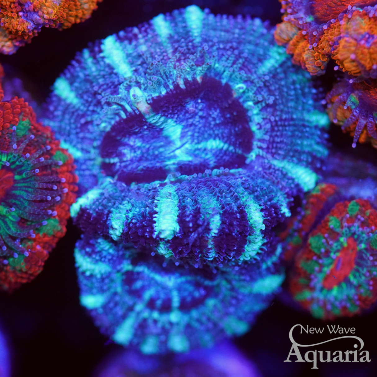 Frost Acan