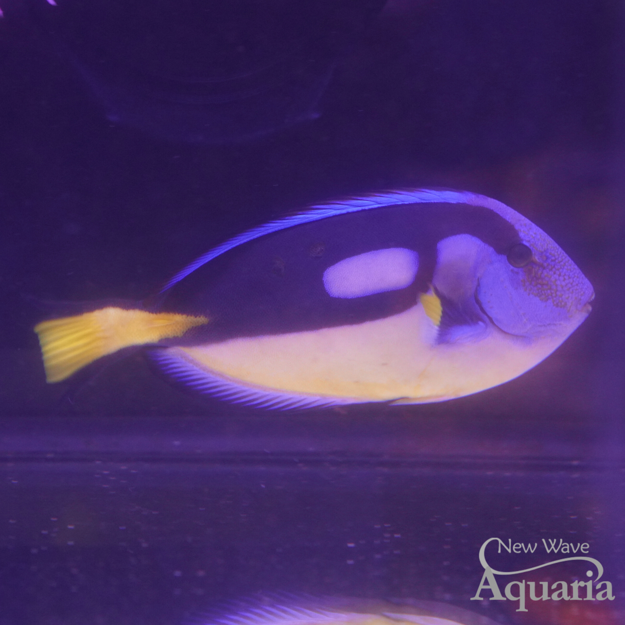 Yellow Belly Hippo Tang