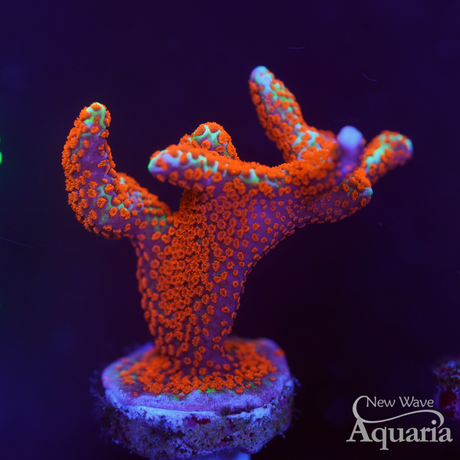 Forest Fire Montipora Digitata