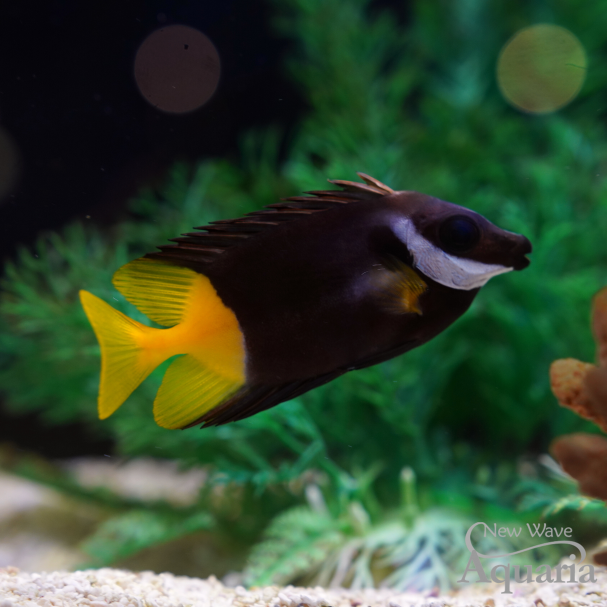 Bi-Color Fiji Foxface – New Wave Aquaria