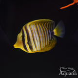 Desjardini Sailfin Tang