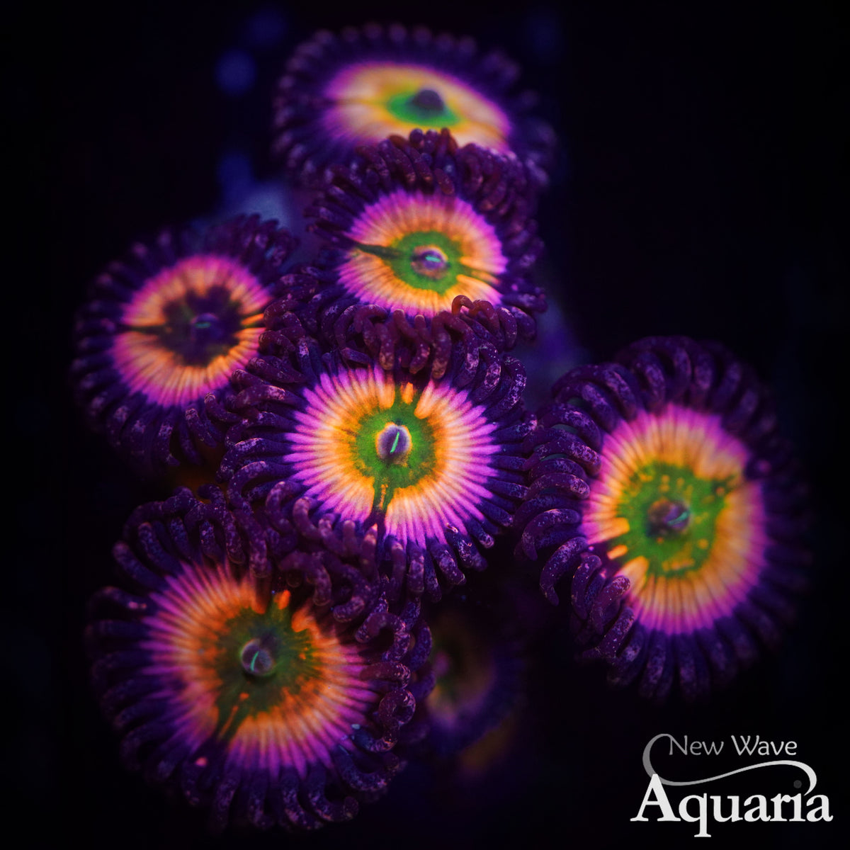 Rainbow Infusion Zoa - WYSIWYG – New Wave Aquaria