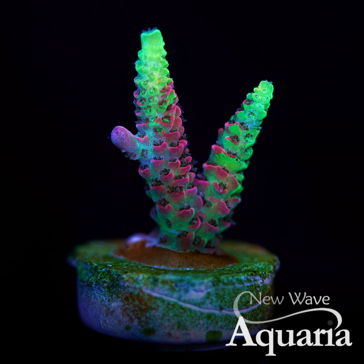 521 RW College Fund Millepora - WYSIWYG