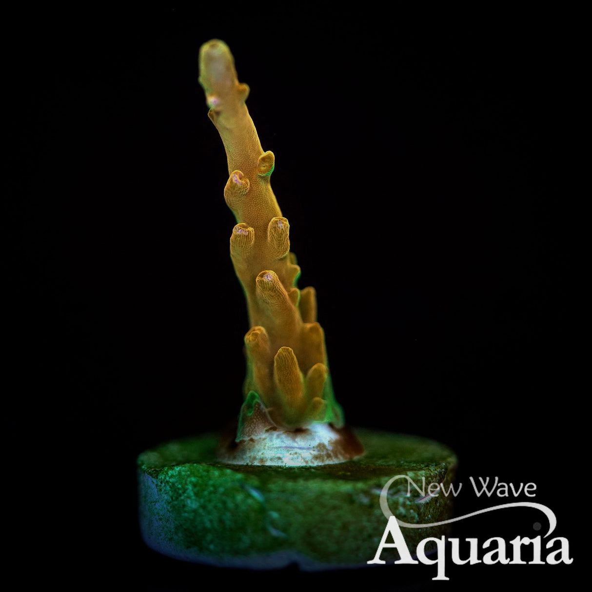 CB Golden Jawdropper Acro - WYSIWYG – New Wave Aquaria