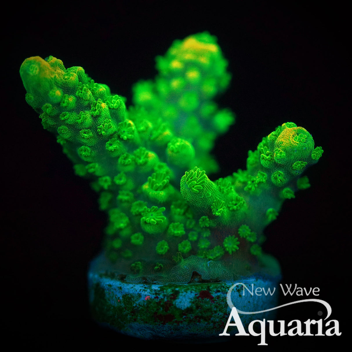 JA Toxic Acropora florida - WYSIWYG