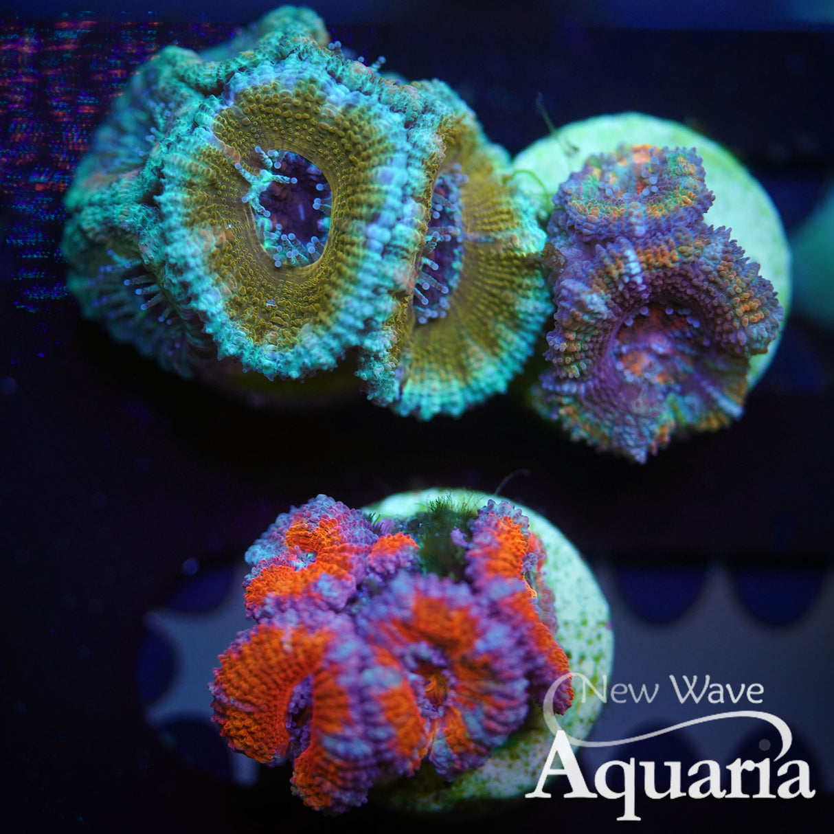 Rainbow Acan frag pack - WYSIWYG