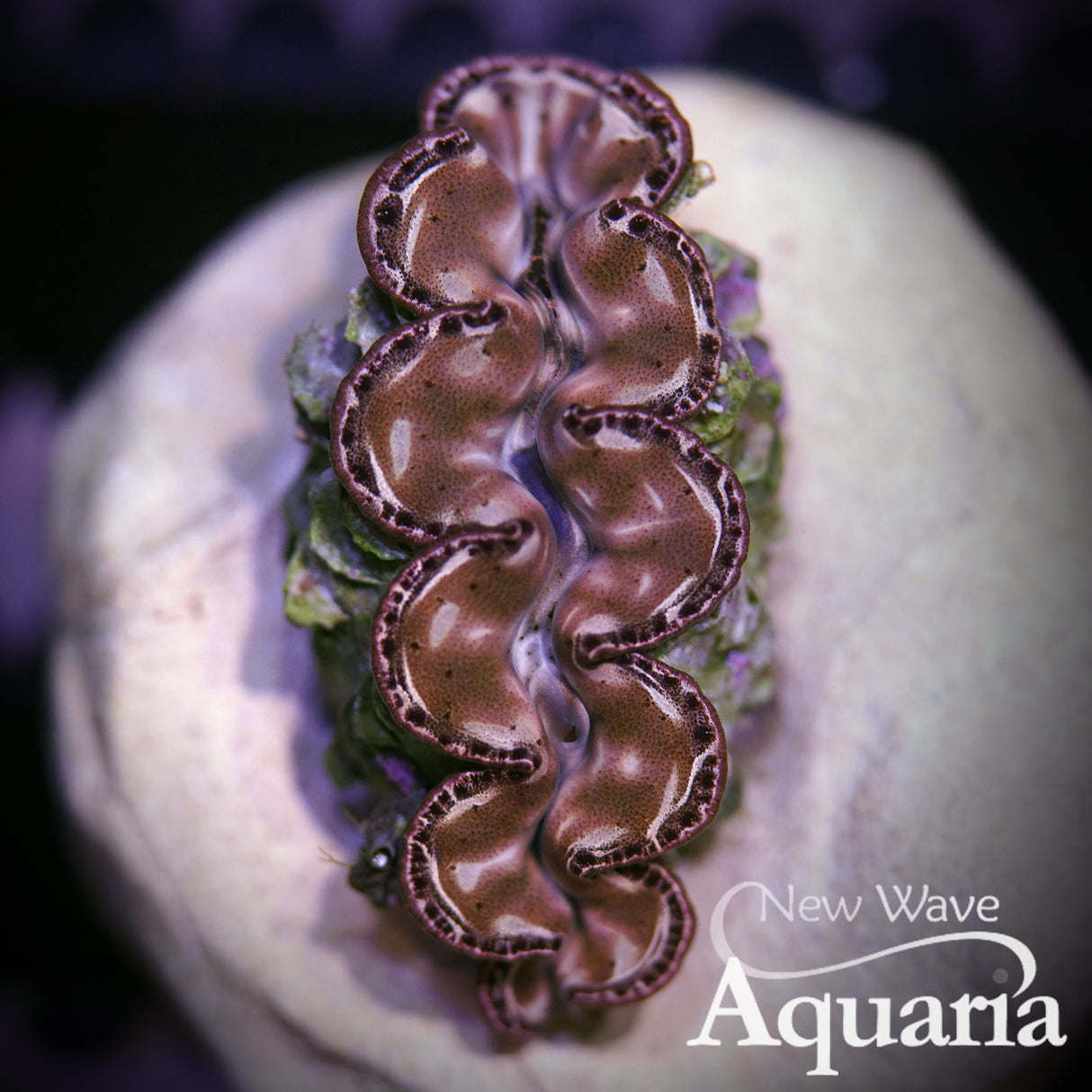 maxima clam - WYSIWYG