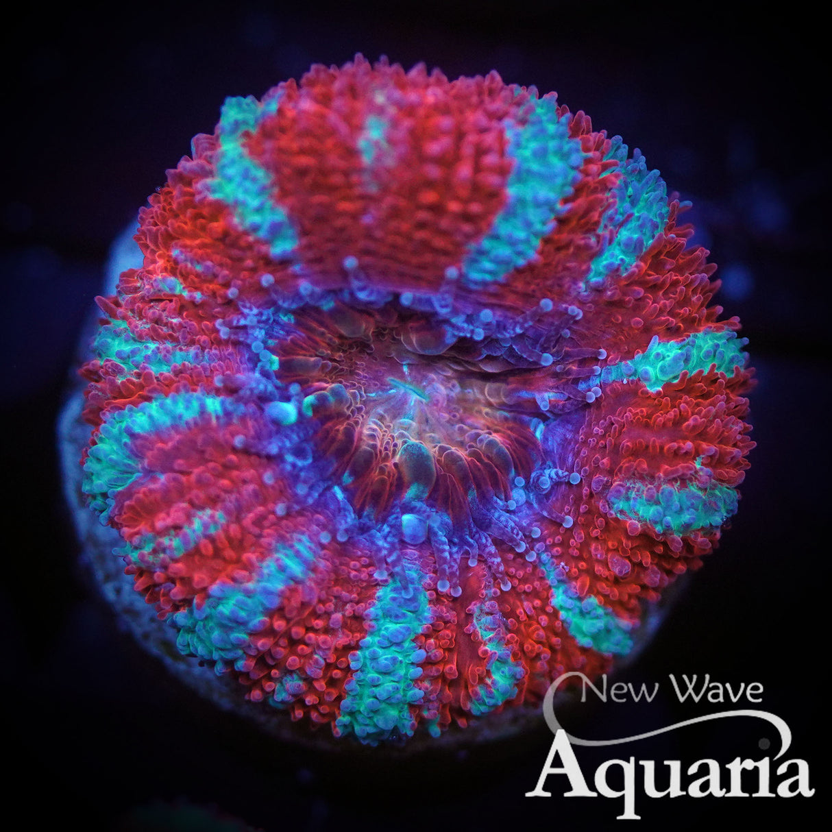 NWA Candy Cane Acan