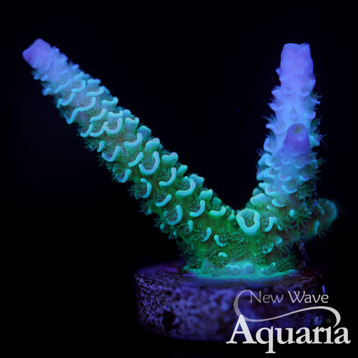 Blue tip acropora- WYSIWYG