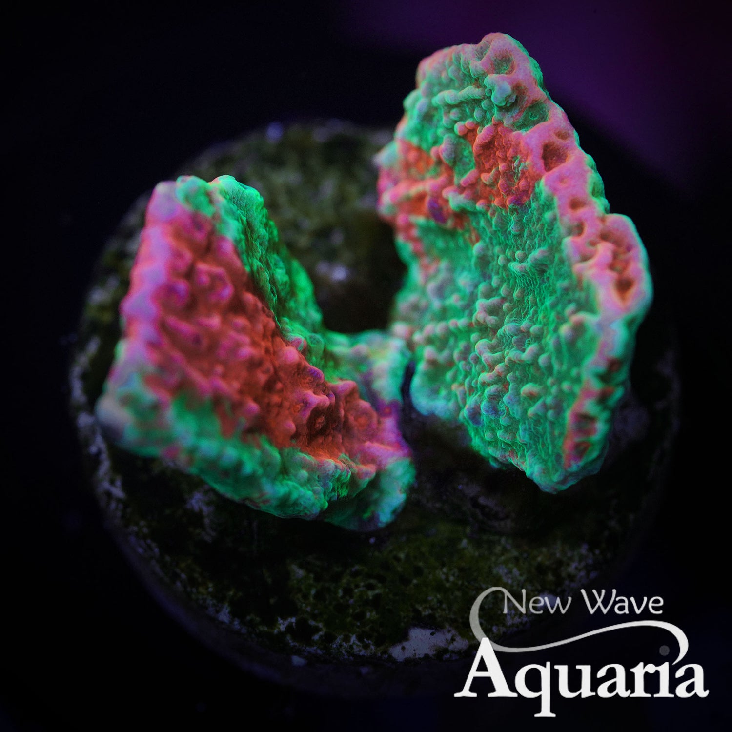 NWA Fairly Odd Monti New Wave Aquaria