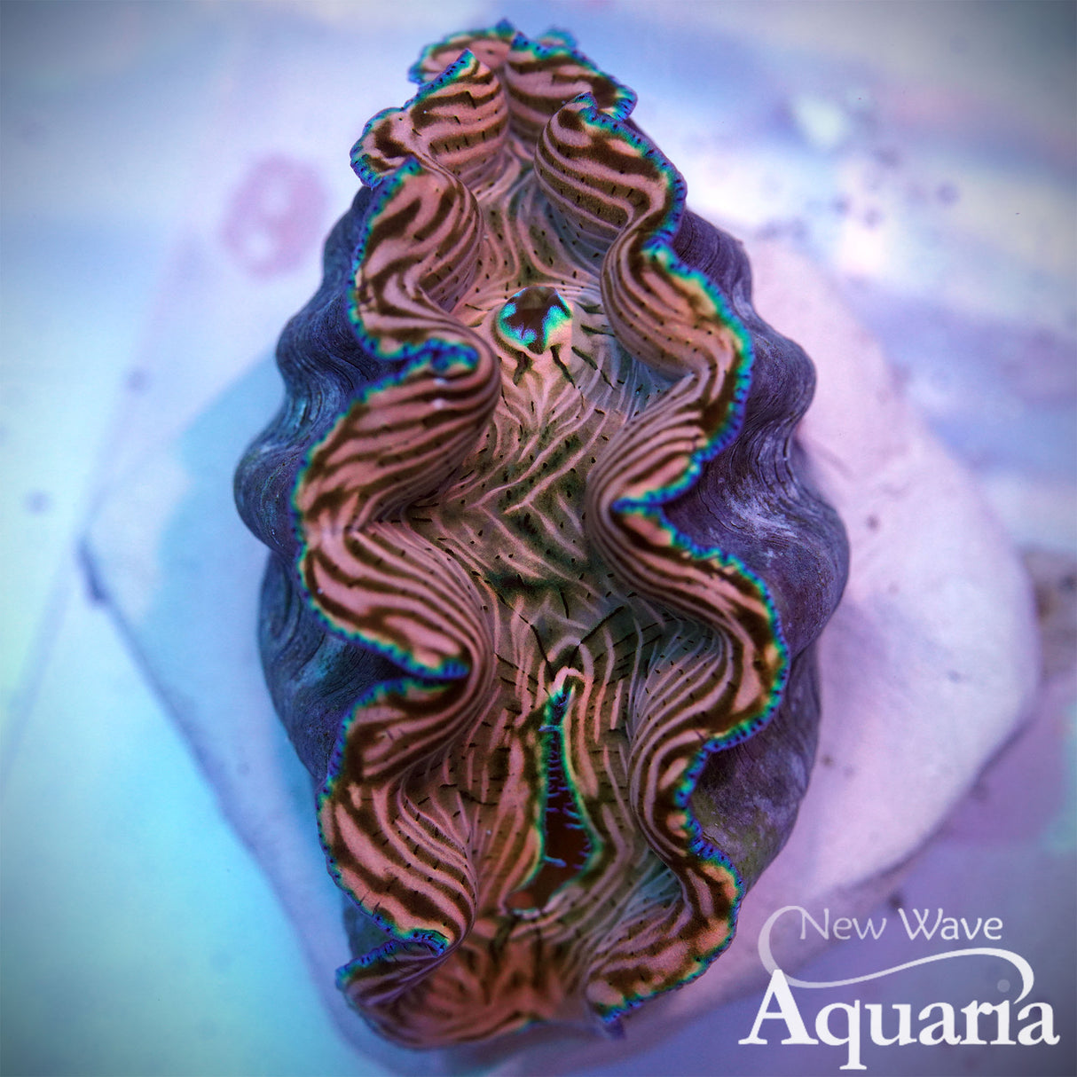 Biota Derasa Clam 2-3"