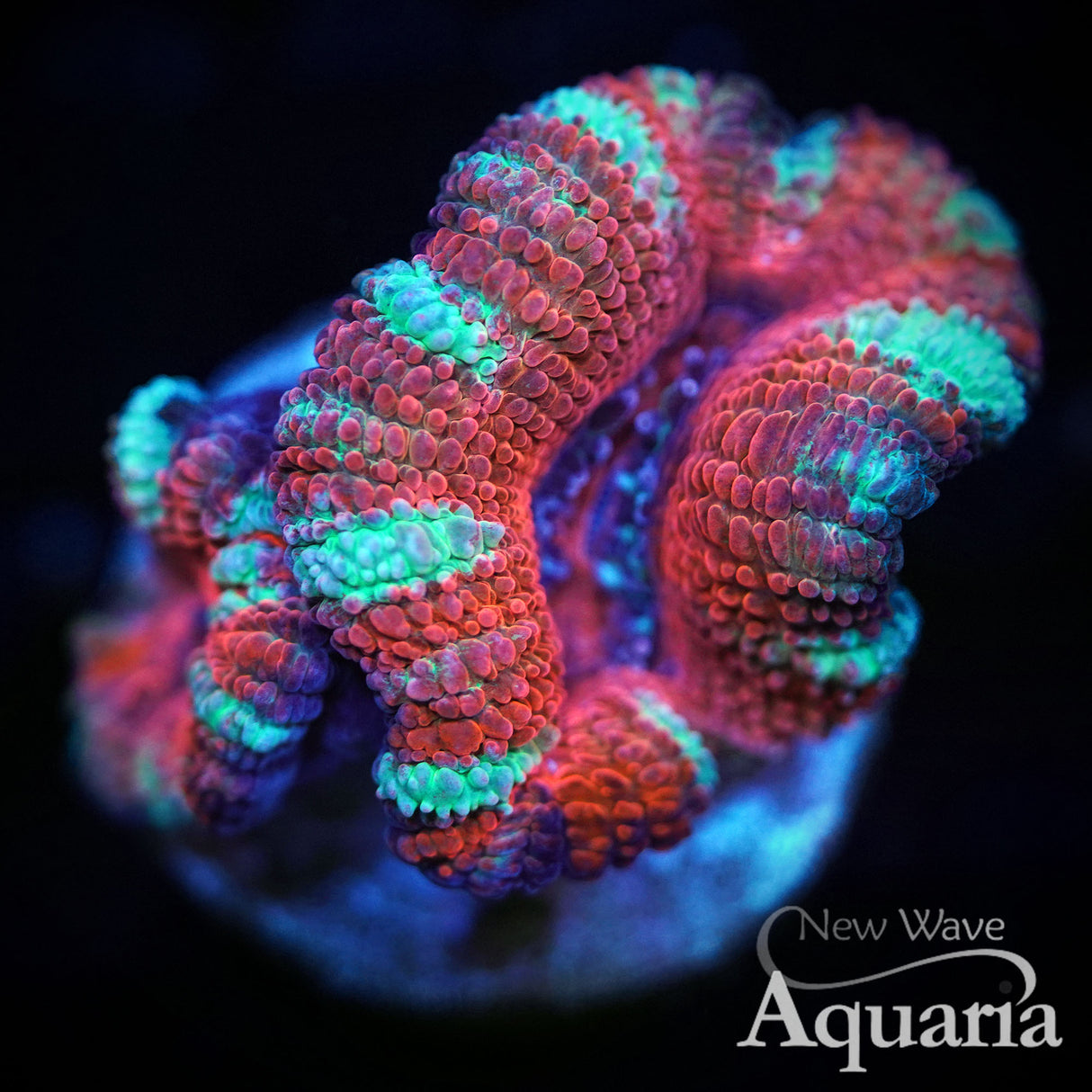 NWA Candy Cane Acan