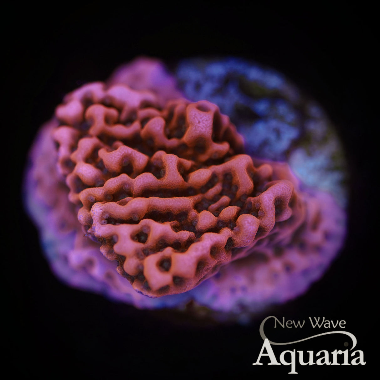 033 WWC Cherry Tree Montipora