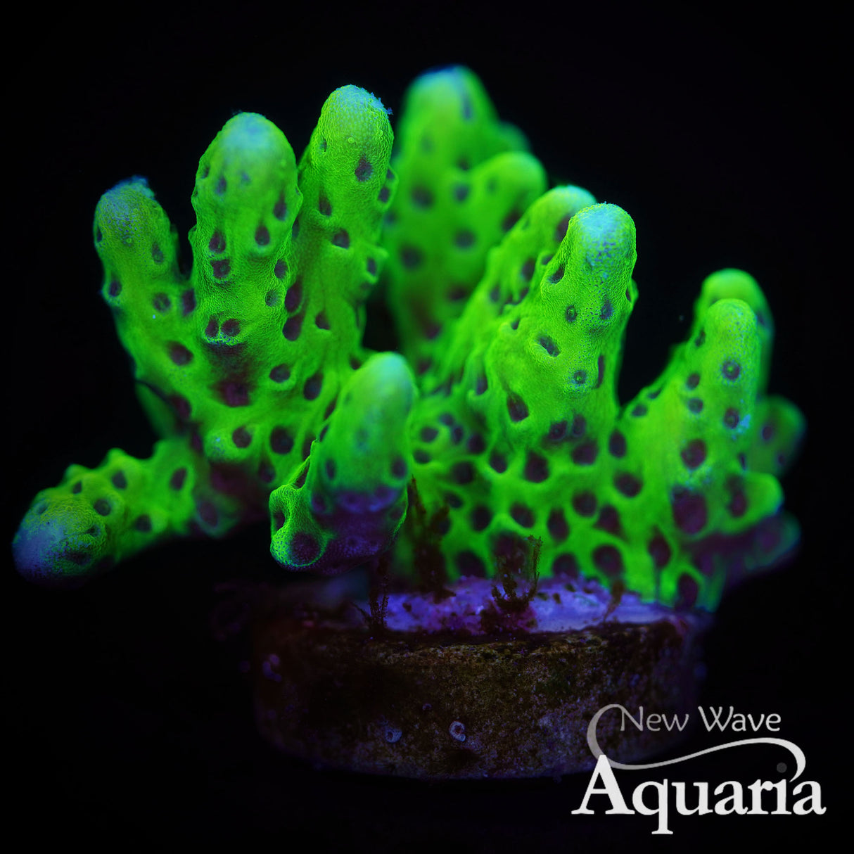 Montipora spongodes