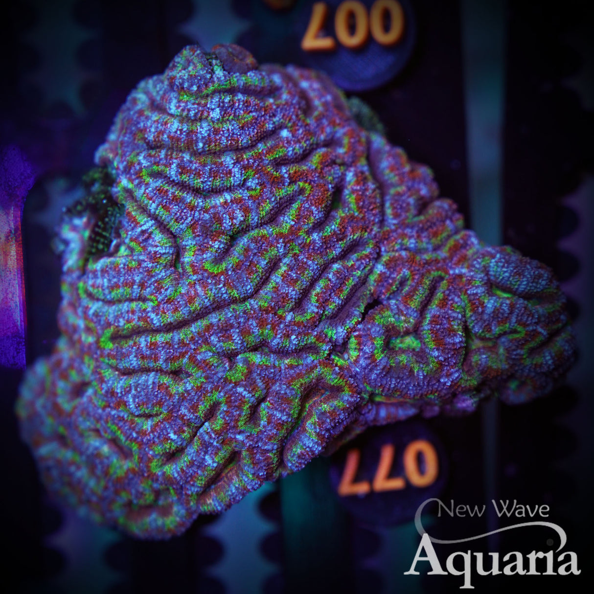 Rainbow Acan Colony- WYSIWYG