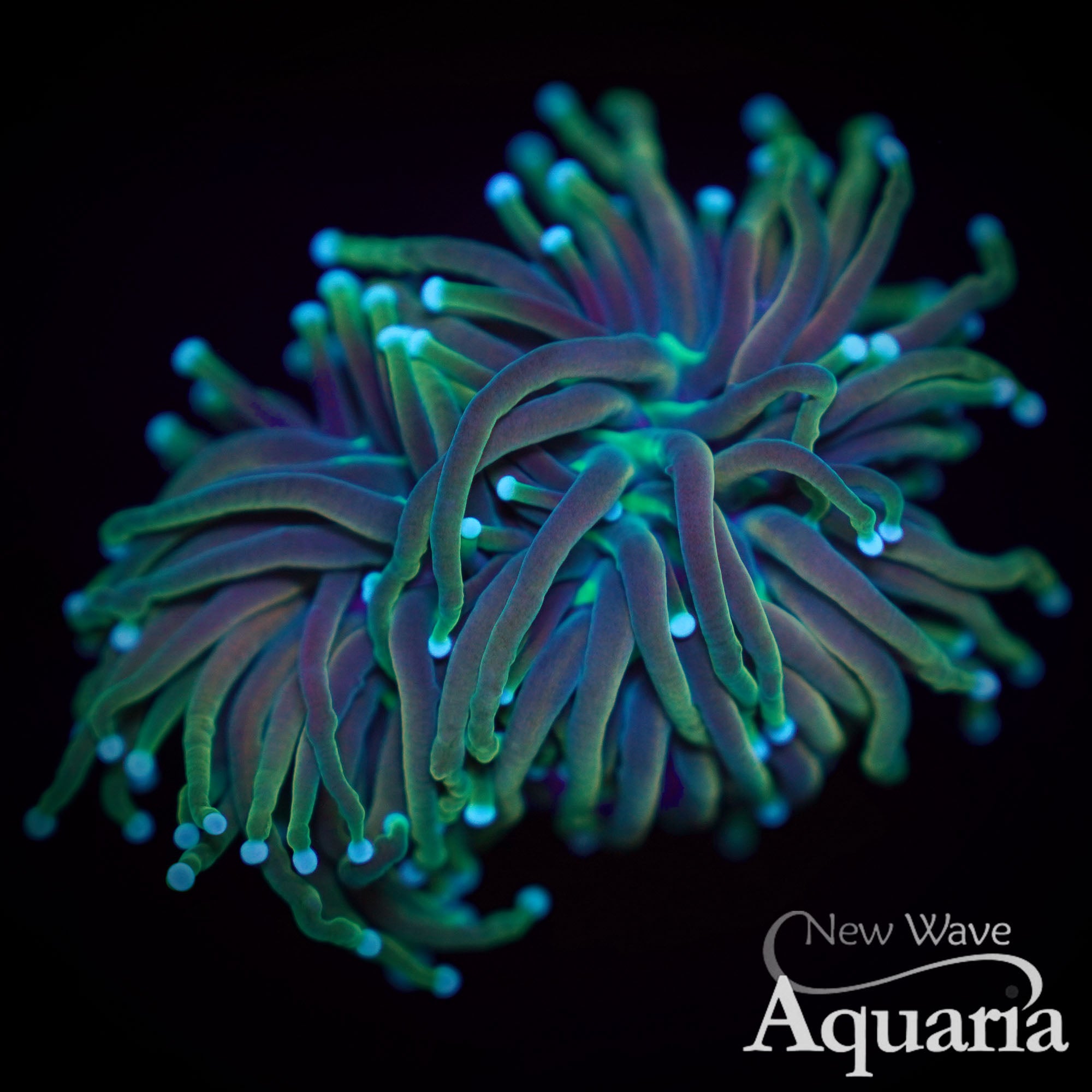 LPS Corals – New Wave Aquaria