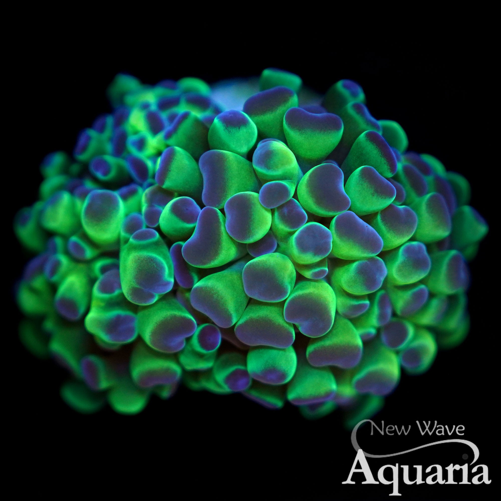 LPS Corals – New Wave Aquaria