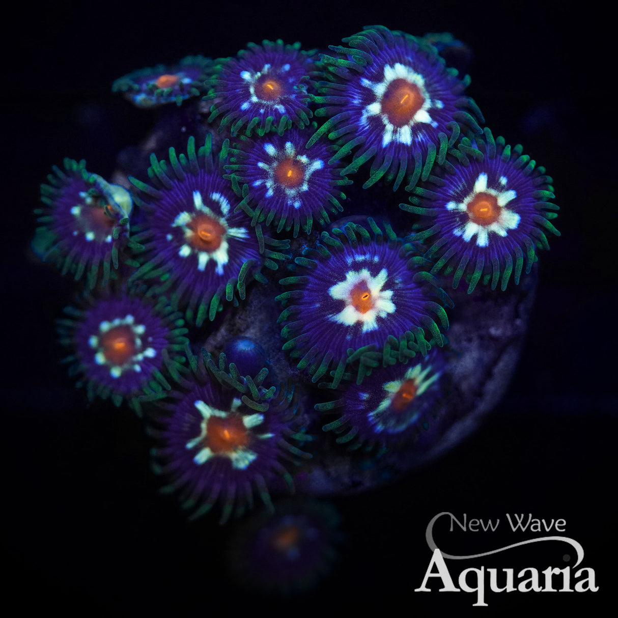 Daisy Cutter Zoa