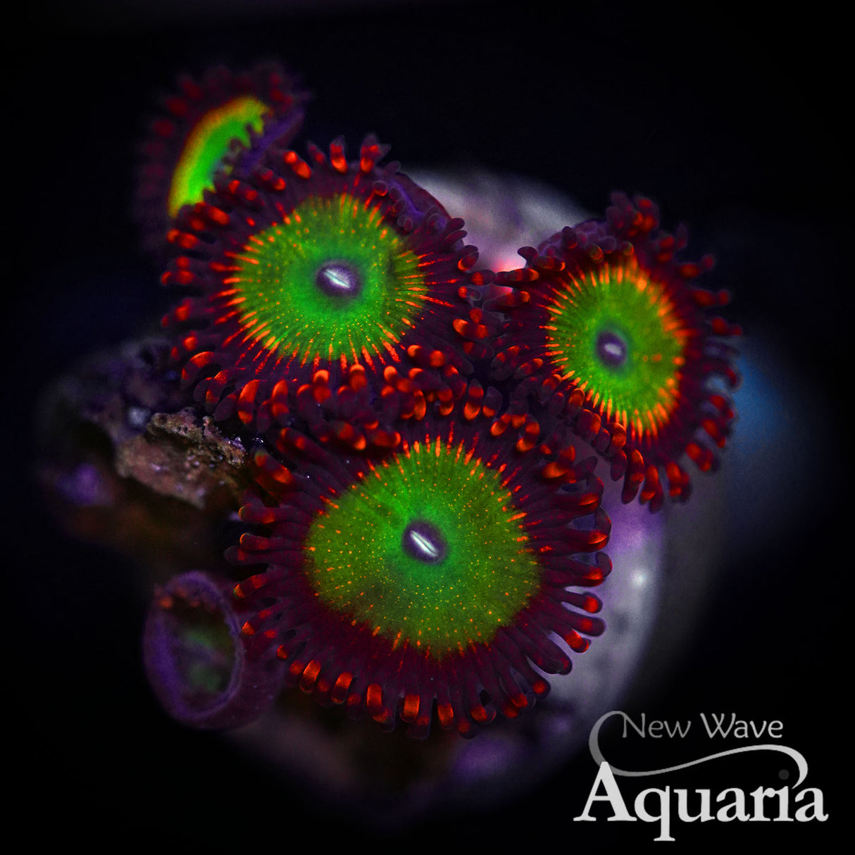 Candy Apple Red Zoa