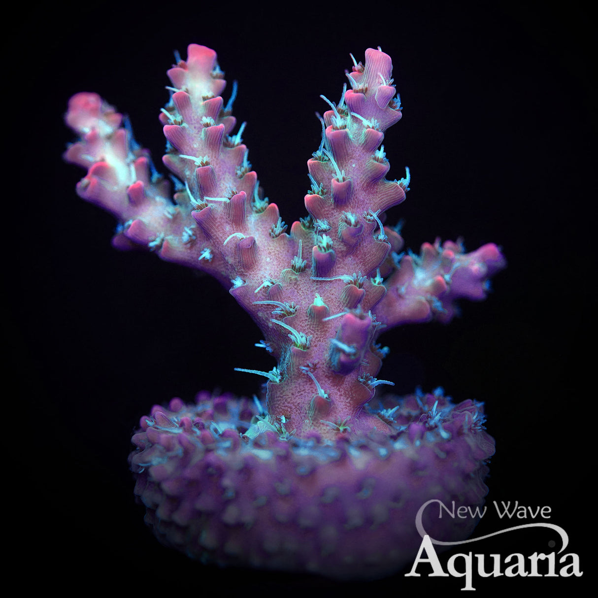 292: Vivid Confetti Acro XL FRAGS