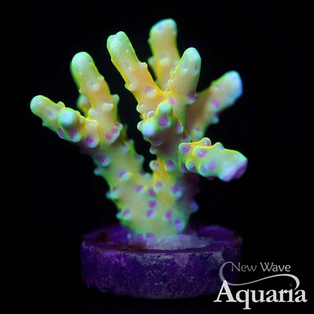 NWA Banana Hammock anacropora