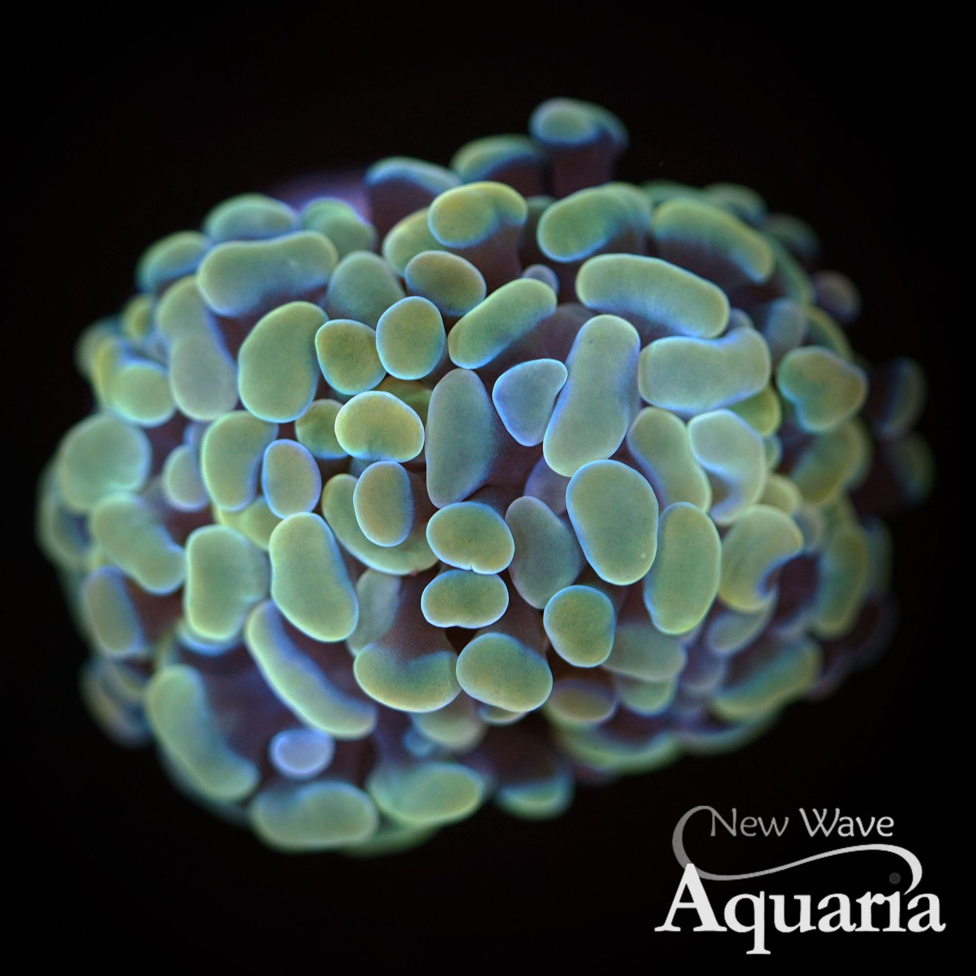 LPS Corals – New Wave Aquaria