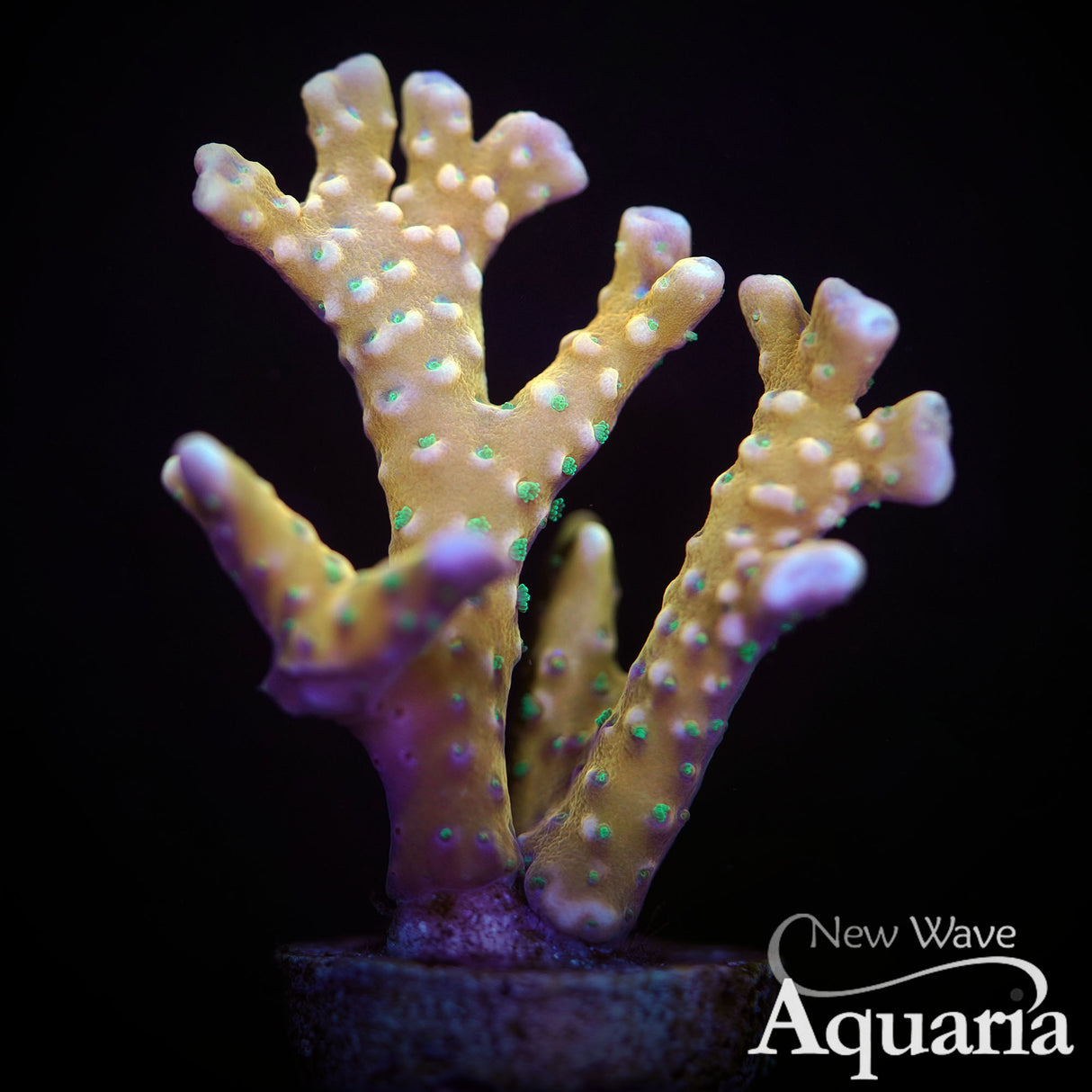 RRC Tropicana Anacropora