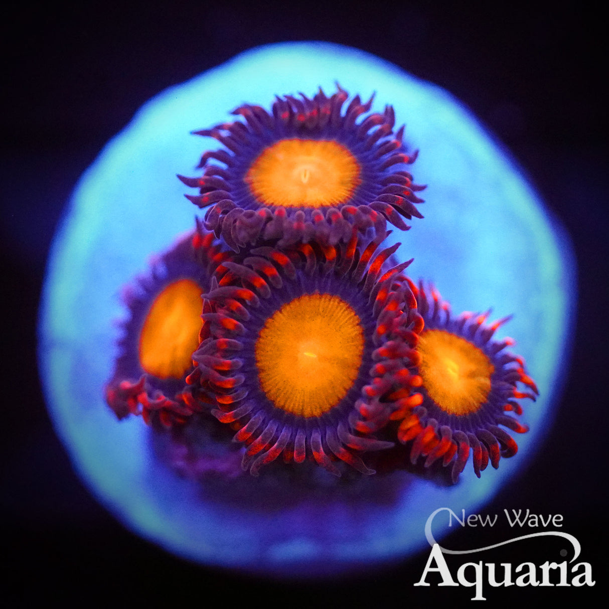 557: NWA Clementine Zoa