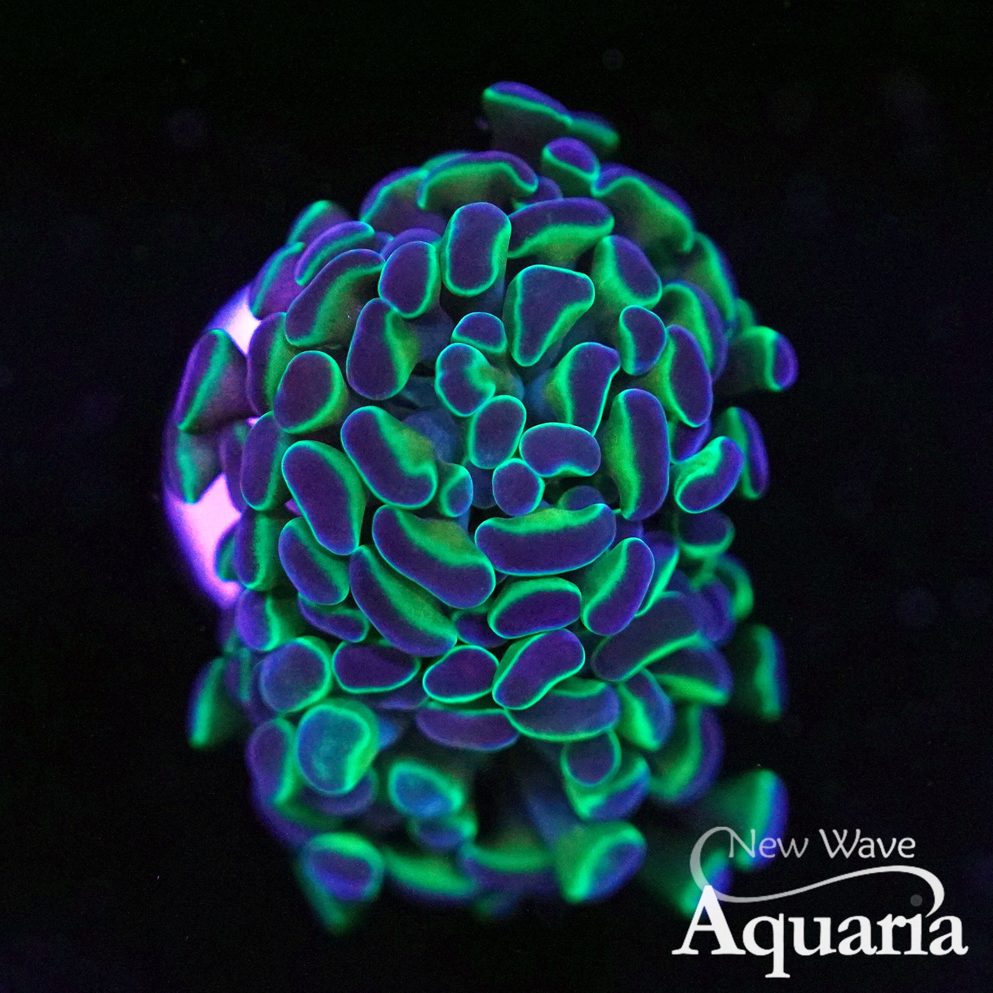 LPS Corals – New Wave Aquaria
