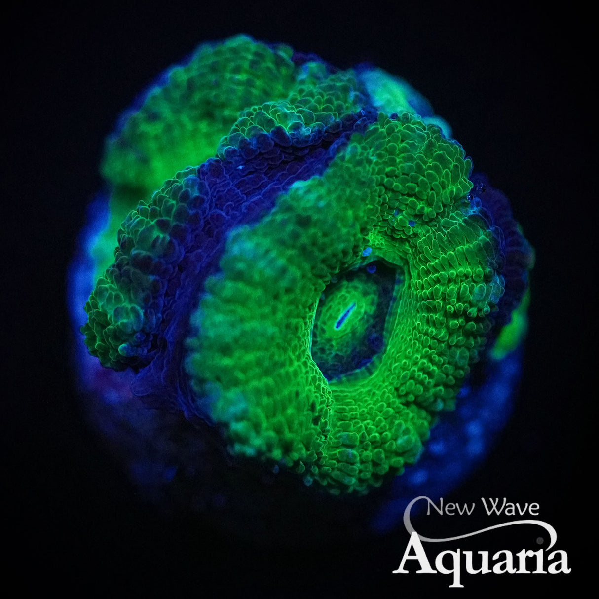 Jolly Green Giant Acan