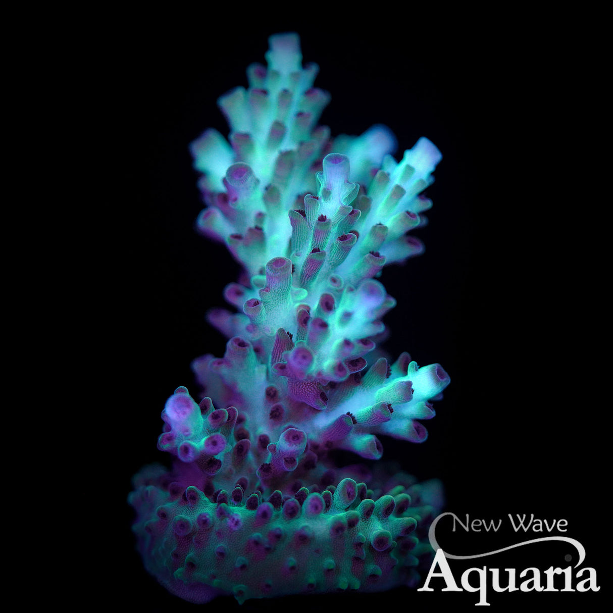 NWA Purple Rain Acro