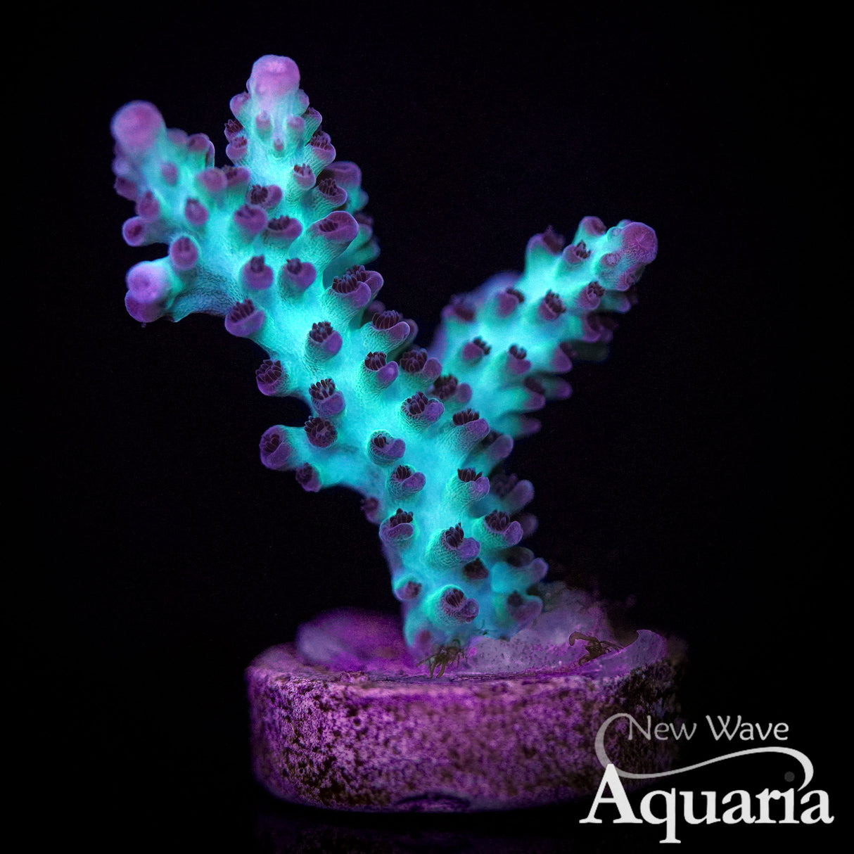 342 ORA Pearlberry Acro