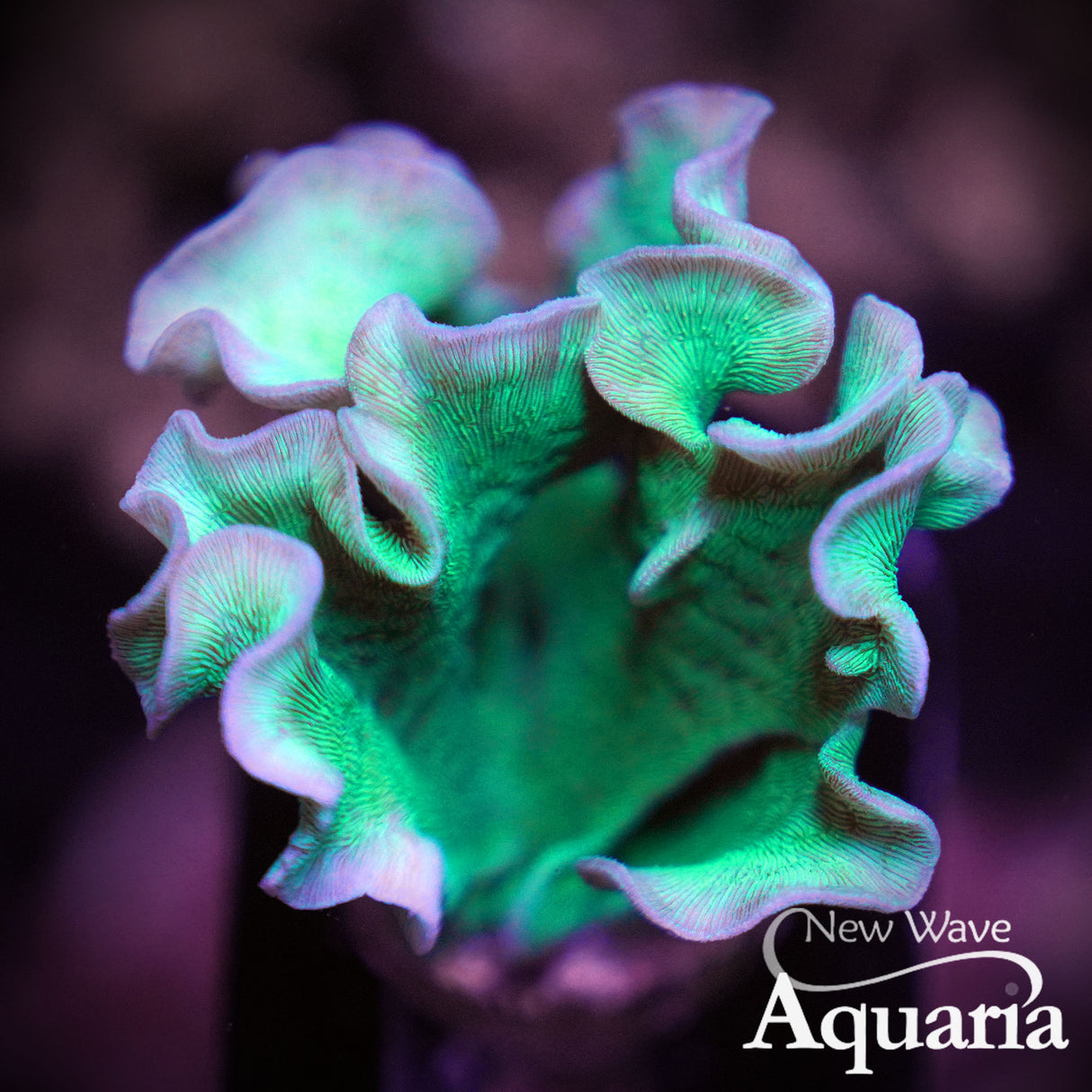 Minty Pavona (Chip Coral)