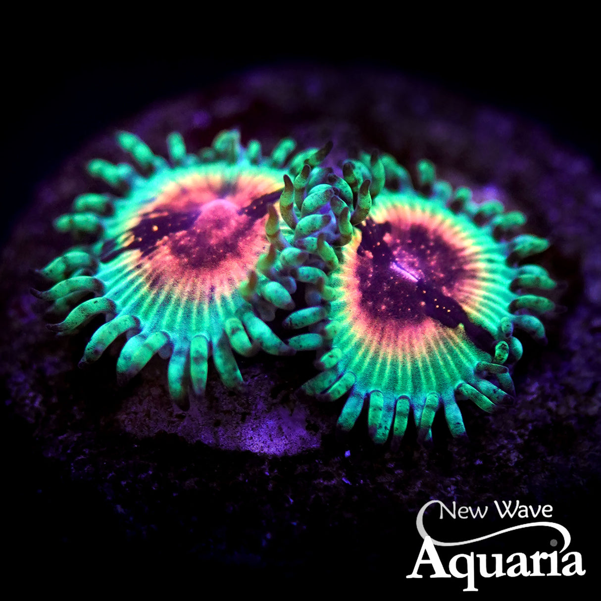 J.F. BloodShot Zoa