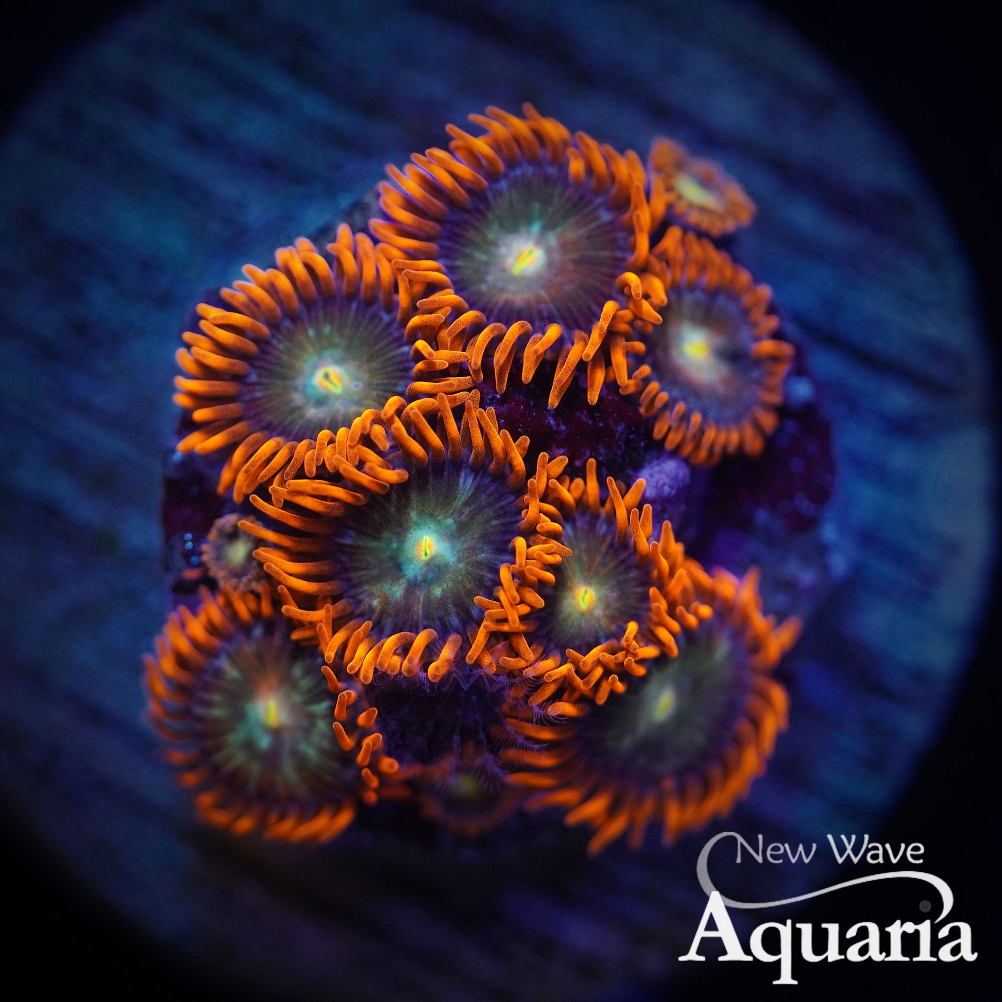 ZOA 　　　　　　　　　　　　　　　　　Z.O.A NIRVANA ZOAS – Jason Fox Signature Corals