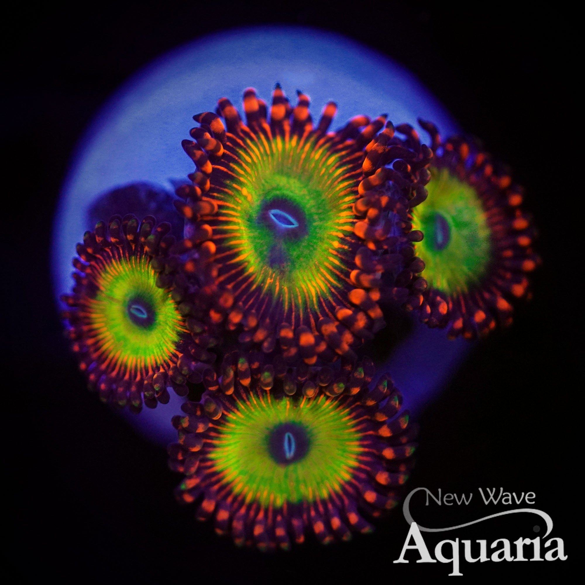 504: Candy Apple Red Zoa – New Wave Aquaria