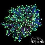 293: Glow Worm Octospawn