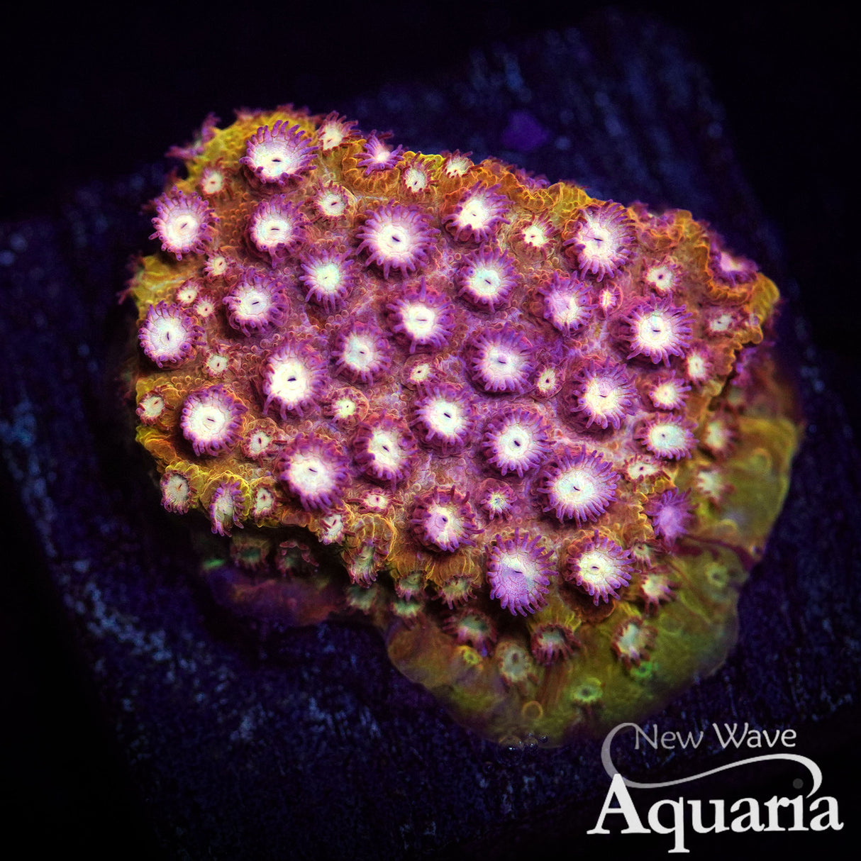 WWC Butterscotch Cyphastrea