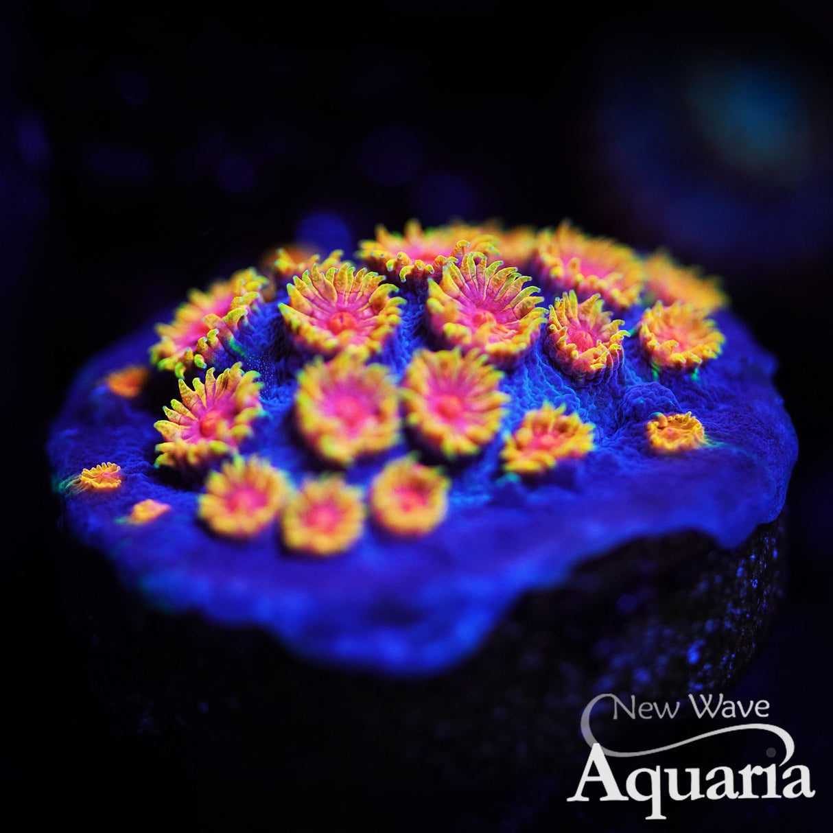 WWC Bizarro Cyphastrea