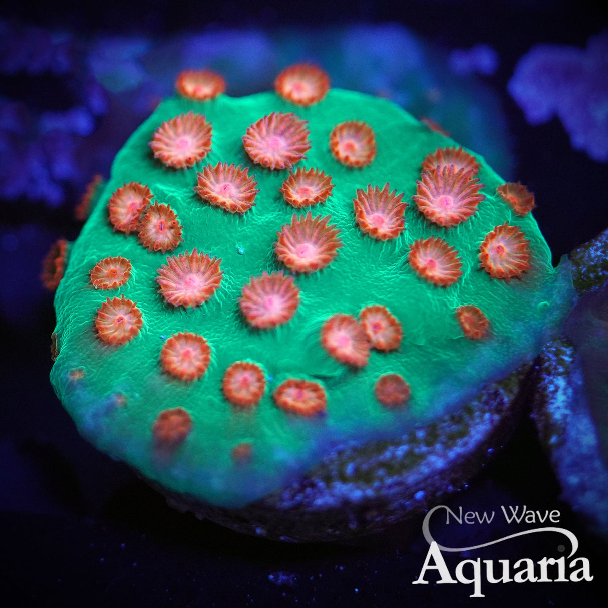 370: WWC Jingle Bells Cyphastrea