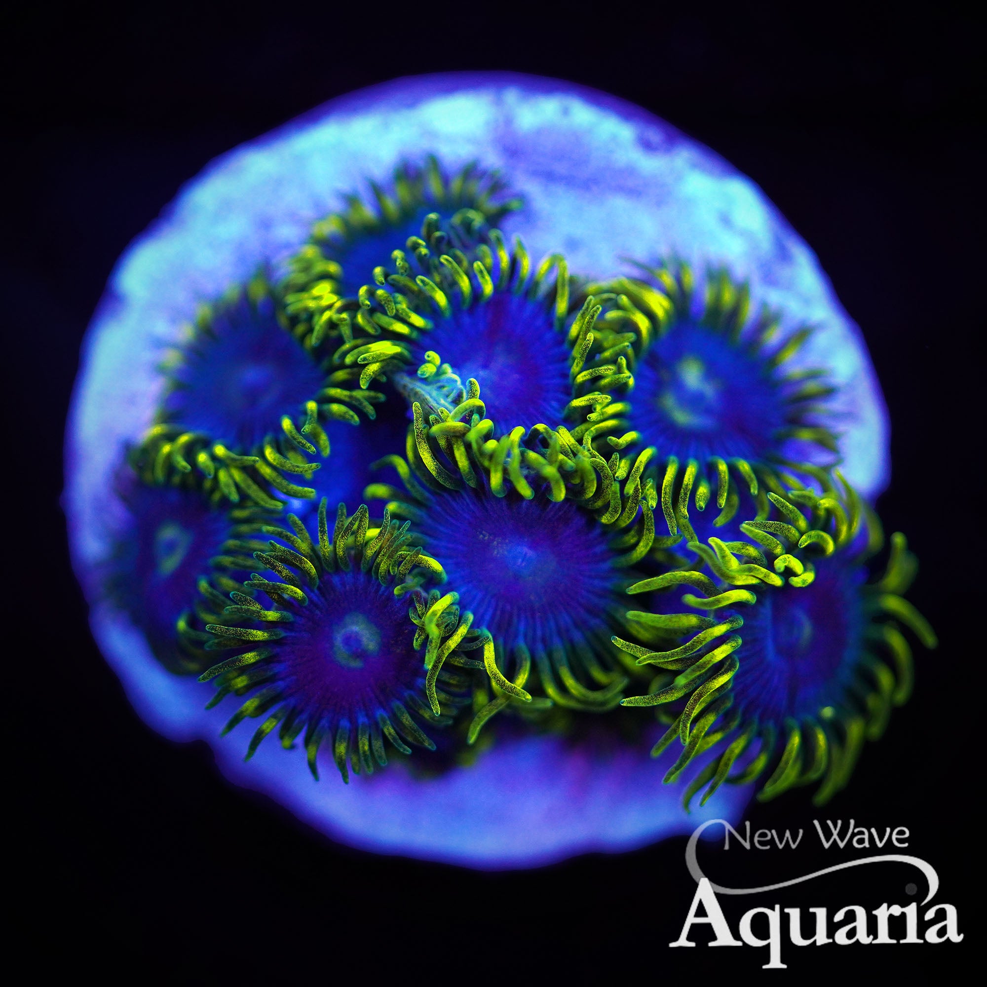 ZOA 　　　　　　　　　　　　　　　　　Z.O.A ZOI Zoa – The Underwater Gardener
