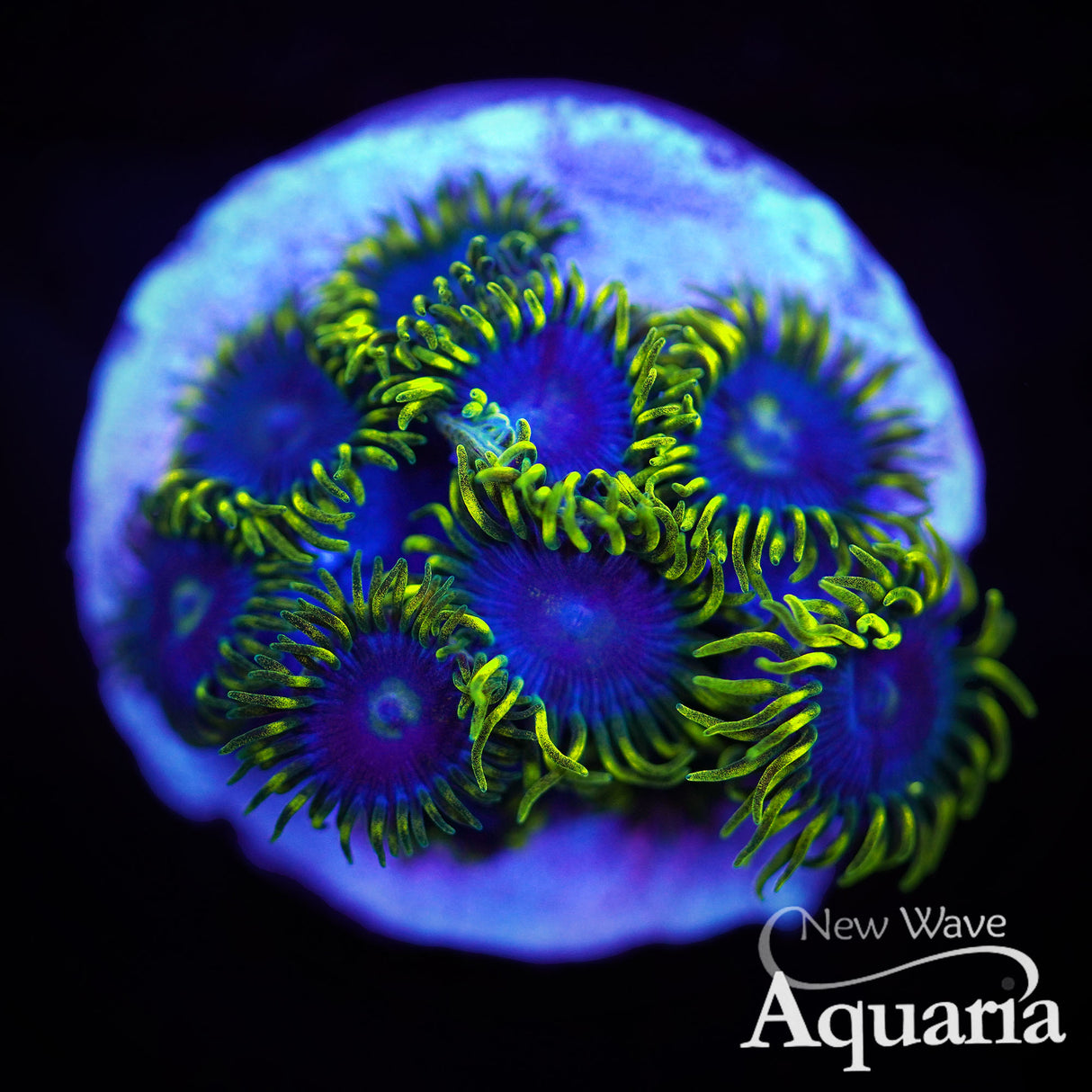 368: Blueberry Fields Zoa